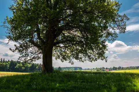 Big tree, green fields, meadows and forest in the background Stock-Fotos