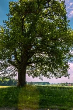 Big tree, green fields, meadows and forest in the background Stock Photos