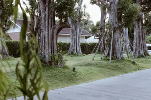 Big tree on green grass Stock-Fotos