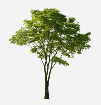Big tree green leaf isolate on white background Stock Photos
