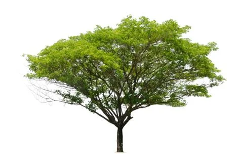 Big tree green leaf isolate on white background Stock Photos