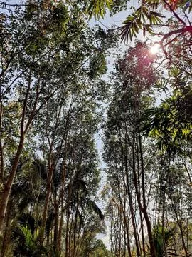 Big tree, green leaf peak. Foto stock