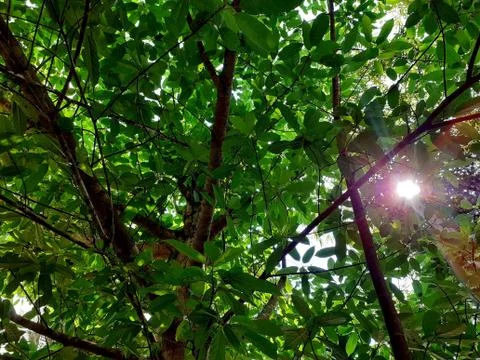 Big tree, green leaf peak. Stock Photos