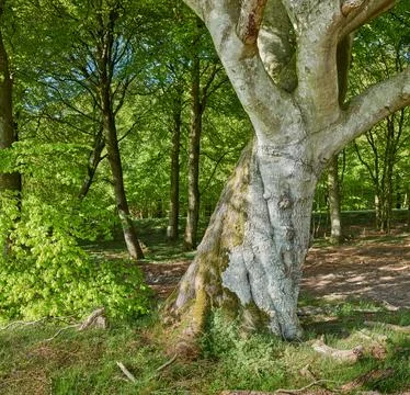 Big tree, green leafs and grass in nature of natural oak trunks and branches for Stock Photos