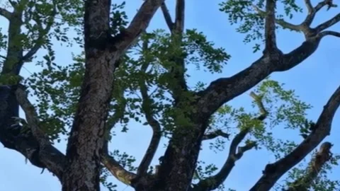 Big Tree with Green Leaves and Blue Sky 4K Stock Footage 343761351