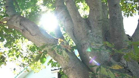 Big tree with green leaves Stock Footage 159867158