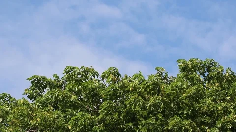 Big tree green leaves in forest with wind and blue sky  background Stock Footage 91176378