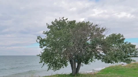 Big tree with green leaves on the lakeside is swaying on the wind in overcast Video stock 203891900
