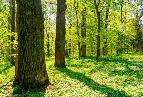 Big tree in green spring forest Stock Photos