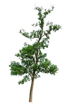Big tree green on white background isolate Stock Photos