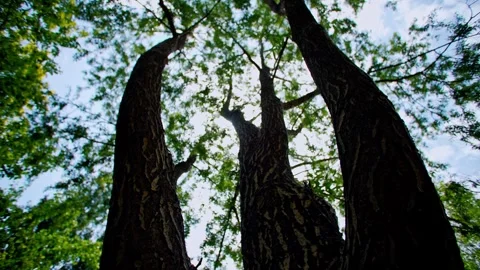 A big tree is growing. 스톡 동영상 293285670