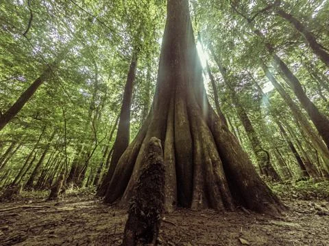 Big tree growing iun deep forest Stock Photos