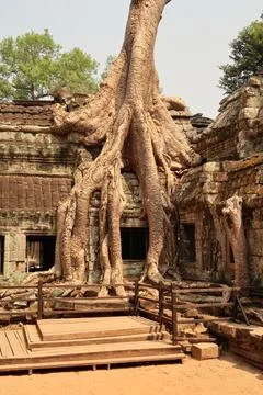 A big tree is growing on top of one of the buildings of the Ta Prohm Temple,  Stock Photos