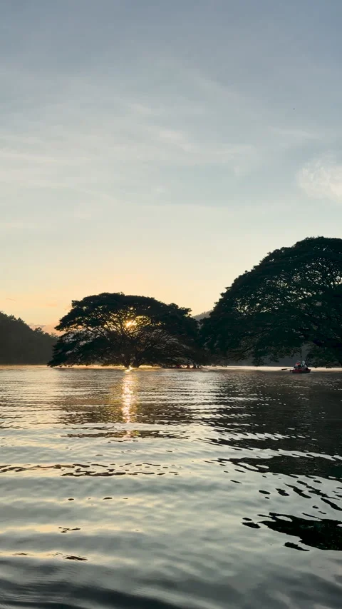 Big tree grows in the middle of the river. Stock Footage 320036155