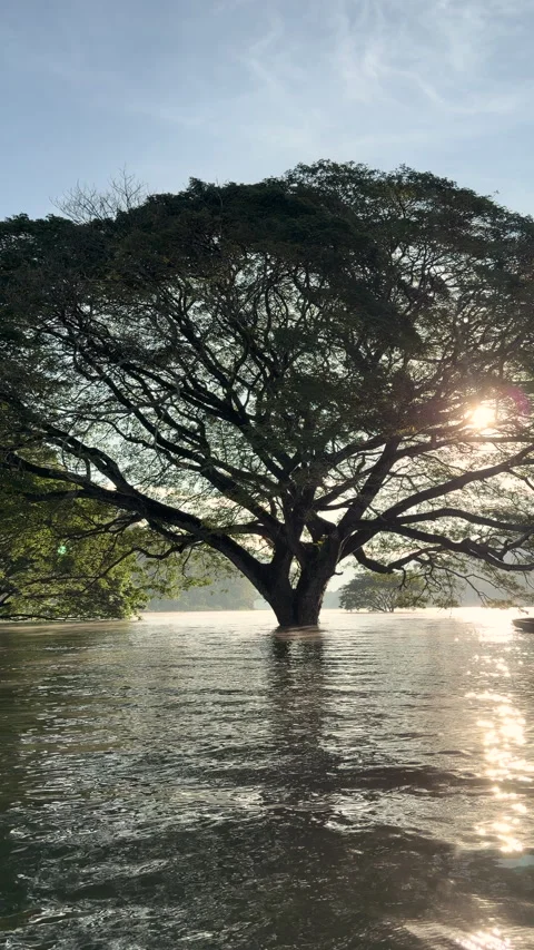 Big tree grows in the middle of the river. Stock Footage 320036200