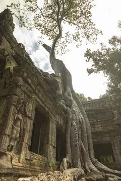 Big tree grows over Ta Prohm temple, Angkor Cambodia Stock Photos