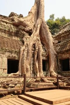 A big tree grows on top of a building of the Ta Prohm Temple, its giant roots Stock Photos