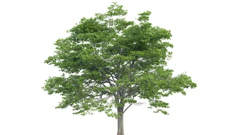 Big tree growth over time. 4KFull HD Stock Footage 132524980