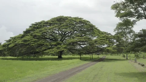 Big tree Guanacaste tree Costa Rica Stock Footage 120202703