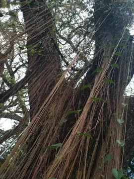 Big tree with hanging roots Stock Photos