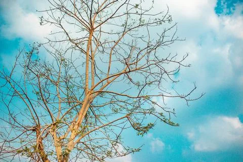 The big tree has a high , the back is sky Stock Photos