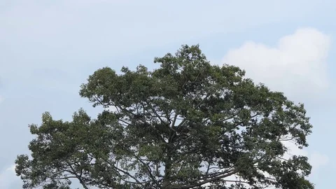 The big tree has the sky as the background. 4k Stock Footage 81052737