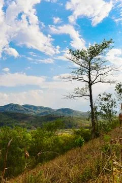 Big tree on the hill Stock Photos