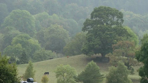 Big tree in a hilly green pasture 스톡 동영상 88290896