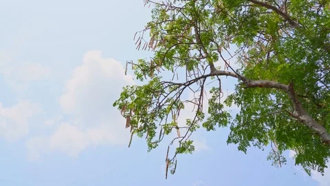 The big tree of Horse radish tree or Moringa oleifera Lam, Drumstick Stock Footage 125863502