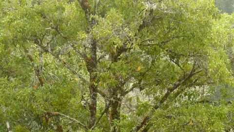 Big tree hosts small native endemic warbler bird to Costa Rica Stock Footage 126809620