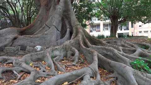 Big tree with huge roots grows in the park in summer Stock Footage 121651967