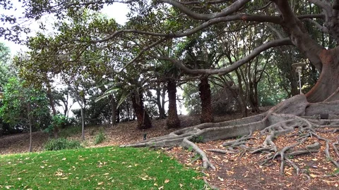 Big tree with huge roots grows in the park 스톡 동영상 121651990