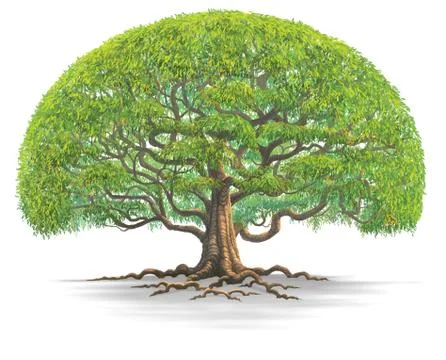 Big tree Stock Illustration