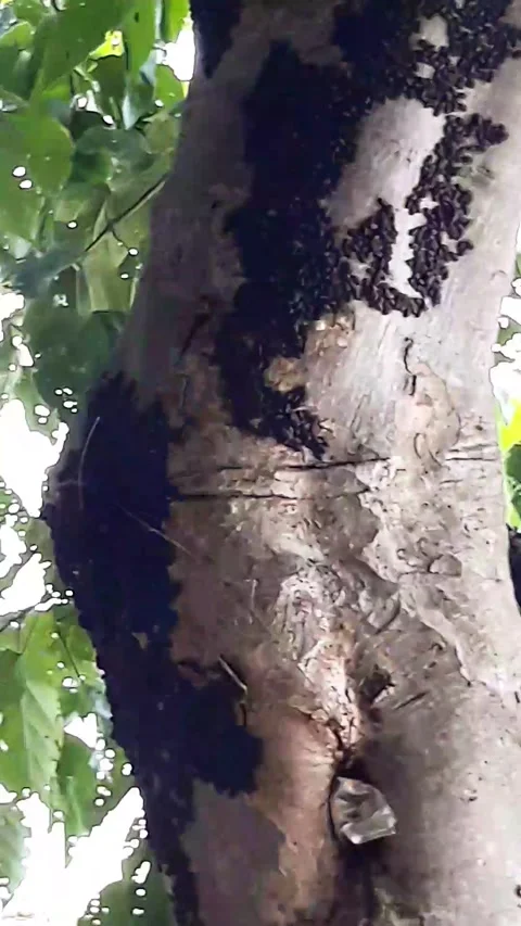 Big Tree Infested With Weird black Bugs 스톡 동영상 237434543