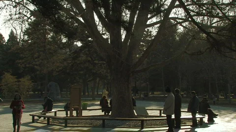 Big Tree inside Ritan Park in Beijing, China Stock Footage 311214