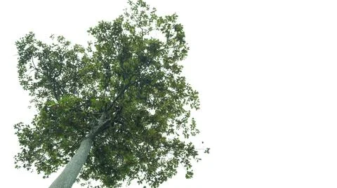 Big tree isolate on white background. Stock Photos