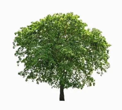 Big tree isolate on white backgrouns Stock Photos