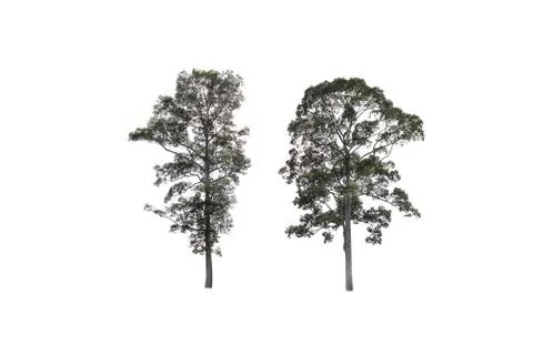 Big tree isolate on white Foto stock