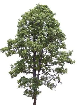 Big tree on isolated background Stock Photos