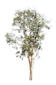 Big tree isolated over white background. Stock Photos