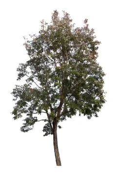 Big tree isolated over white background. Foto stock