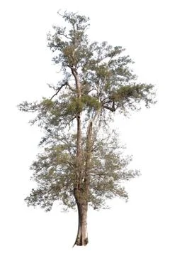 Big tree isolated over white background. Stock Photos