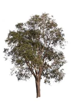 Big tree isolated over white background. Foto stock