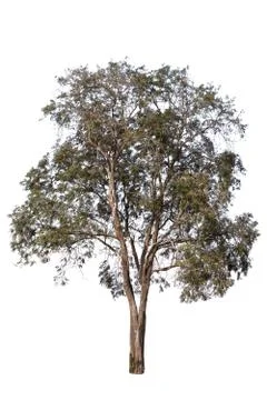 Big tree isolated over white background. Stock Photos