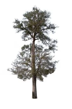 Big tree isolated over white background. Stock Photos