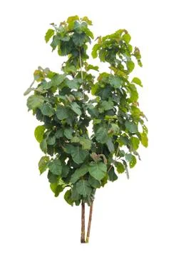 Big tree isolated. Stock Photos