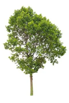 Big tree isolated. Foto stock
