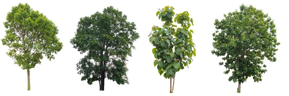 Big tree isolated. Stock Photos