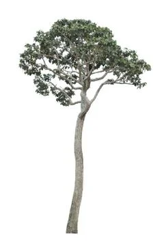 Big tree isolated. Stock Photos