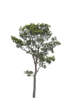 Big tree isolated. Stock Photos